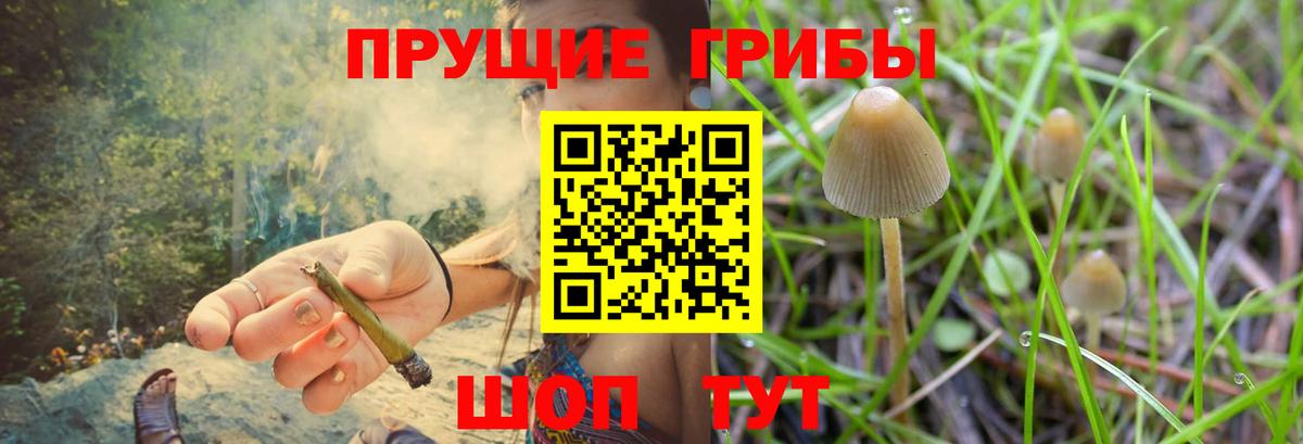 Нижнекамск  Галлюциногенные грибы Psilocybe  Вход с VPN 
